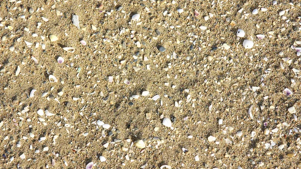 Песок с раковинами — стоковое фото
