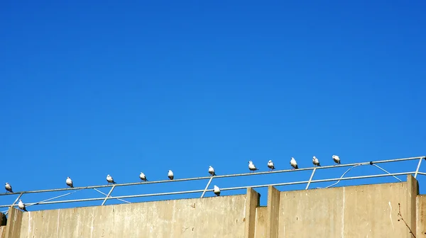 Gulls on a railing of a building — Stock Photo, Image