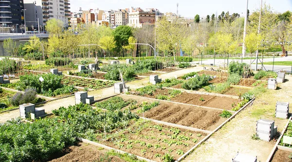 Urban Orchard in Collblanc — Stock Photo, Image