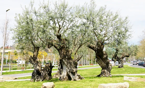 Olives in gardens — Stock Photo, Image