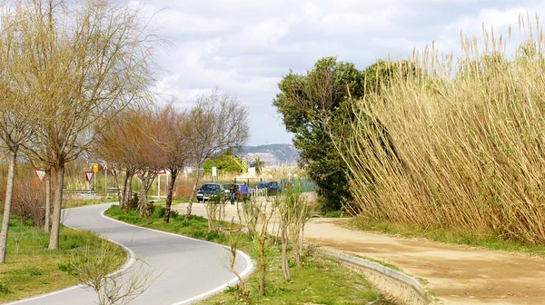 Reeds ao longo de um caminho no Parque Agrícola de Delta del Llobregat — Fotografia de Stock