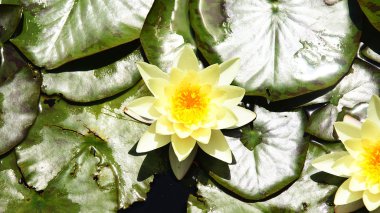 suda yaşayan bitki ve çiçekler