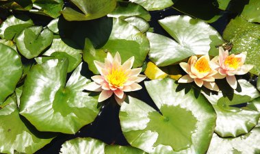 suda yaşayan bitki ve çiçekler