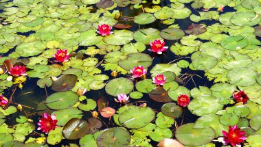 suda yaşayan bitki ve çiçekler
