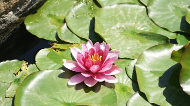 suda yaşayan bitki ve çiçekler