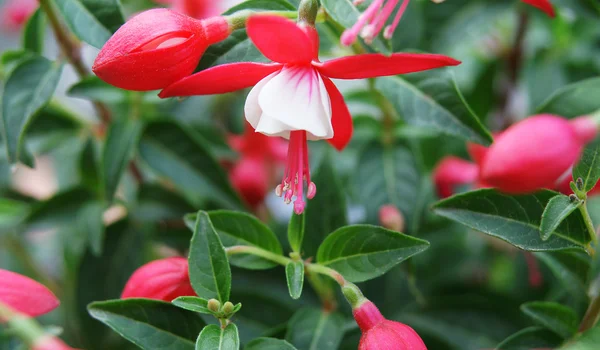 Flores — Fotografia de Stock