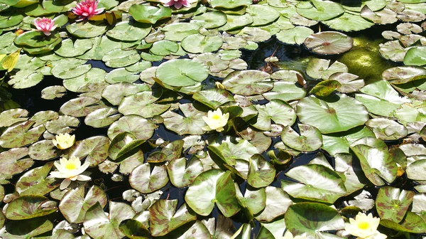 Aquatic plants in the gardens of Mosén Cinto Verdaguer — Stok fotoğraf