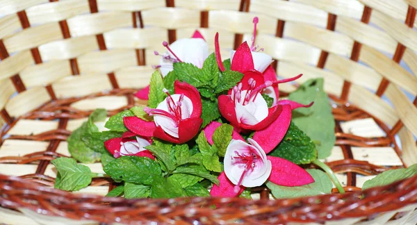 Koš červených a bílých flowerets — Stock fotografie