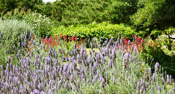 Flowers — Stock Photo, Image