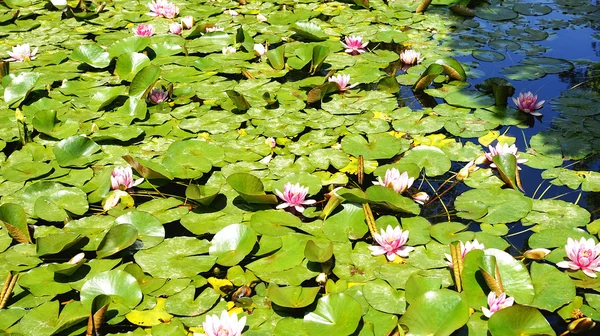 Wasserpflanzen und Blumen — Stockfoto