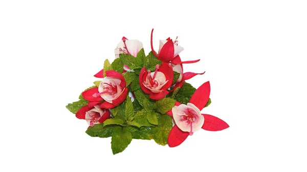 Kırmızı ve beyaz flowerets sepet — Stok fotoğraf