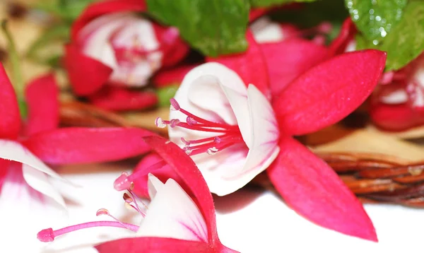 Koš červených a bílých flowerets — Stock fotografie
