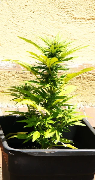 Wietplant in een pot — Stockfoto