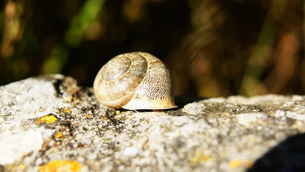 Snail on a rock — Stock Photo, Image