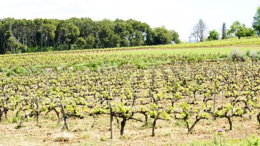 vilafranca del penedes üzüm bağları alanları