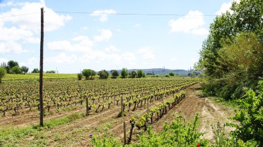 vilafranca del penedes üzüm bağları alanları