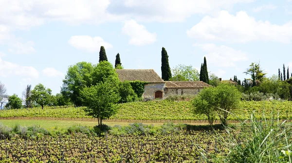 Velden van wijngaarden in vilafranca del penedes — Stockfoto