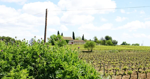 Velden van wijngaarden in vilafranca del penedes — Stockfoto