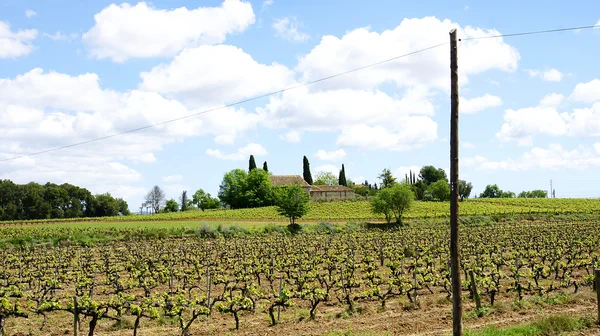 Fält av vingårdarna i vilafranca del Penedès — Stockfoto