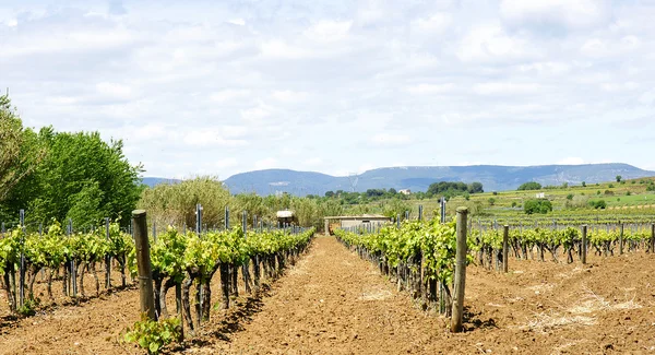 Campos de vinhas em Vilafranca del Penedes — Fotografia de Stock