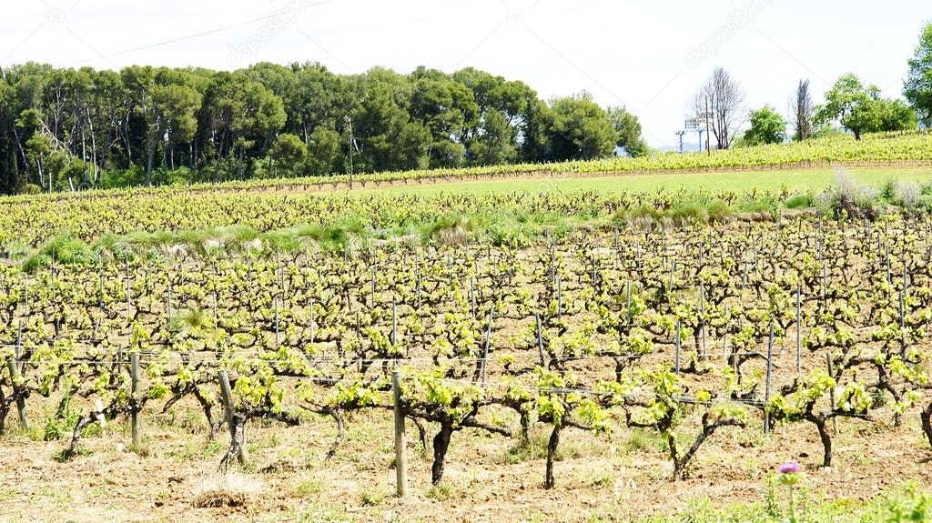 Fields of vineyards in Vilafranca del Penedes