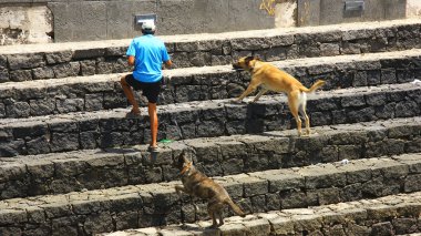 Boy with dogs on the steps of the bathing area of Arrecife clipart
