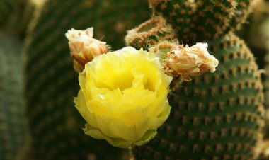 kaktüsler ve diğer flora Kanarya