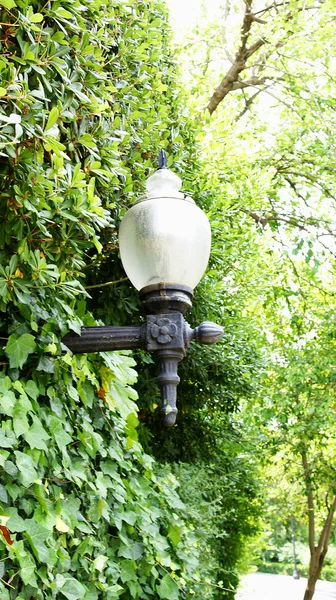 Lamppost on a wall of vines — Stock Photo, Image