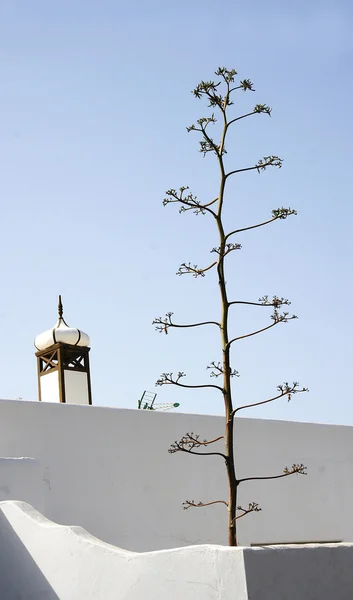 Δέντρο στην ακτή του lanzarote — Φωτογραφία Αρχείου