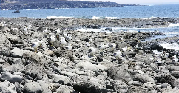 Beach with seagulls in El Golfo — Stock Photo, Image