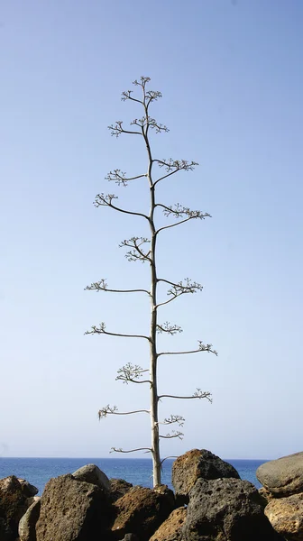 Tree on coast of Lanzarote — Stock Photo, Image