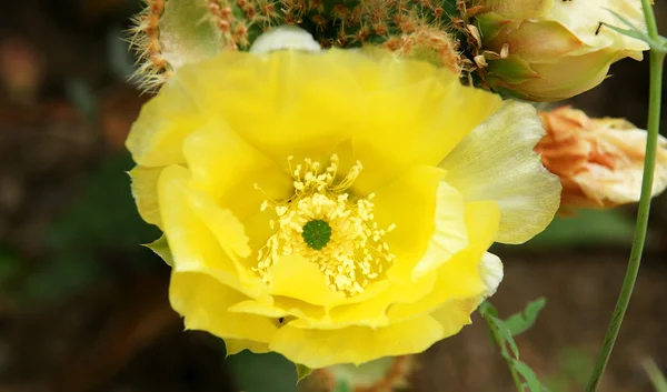 Cactus y otra flora Canarias — Foto de Stock
