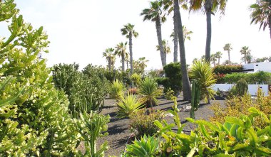 Flora Canaria