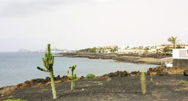 kaktüs Garden ve diğer bitkilerde costa teguise