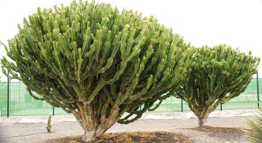 Flora ve fauna Kanarya Adaları