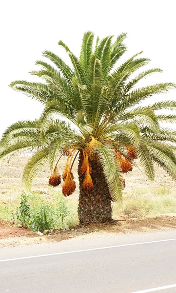Palmier avec dalles à Arrecife , — Photo