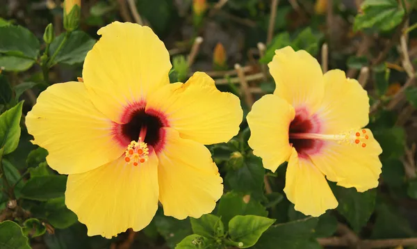 Flora and fauna of Canary Islands — Stock Photo, Image