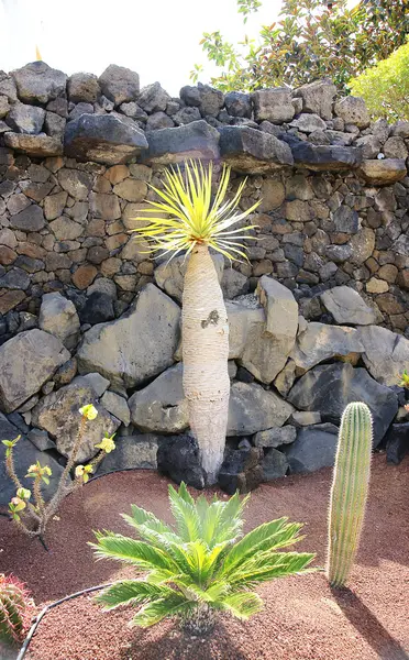 Giardino di cactus e altre piante in Costa Teguise — Foto Stock