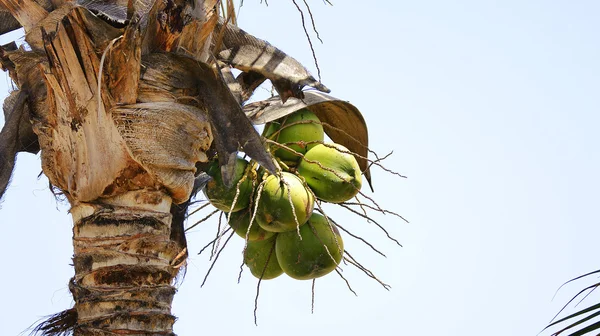 Noix de coco sur un cocotier — Photo