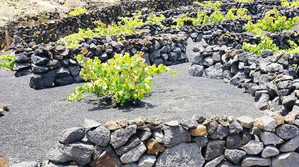 Plantación de viñedos en el Valle de La Geria —  Fotos de Stock