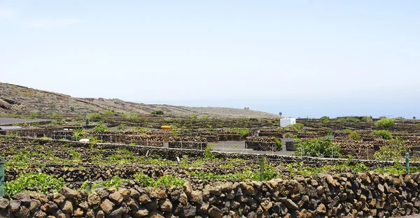 Valle de la geria üzüm bağları dikim — Stok fotoğraf