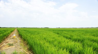 pirinç plantasyon içinde ebro delta