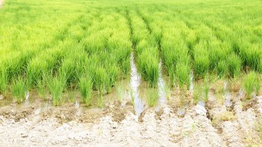 pirinç plantasyon içinde ebro delta