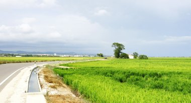 pirinç ekimi için sulama kanalı