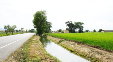 Canal irrigation for rice plantation clipart