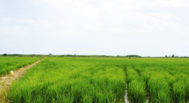 pirinç plantasyon içinde ebro delta