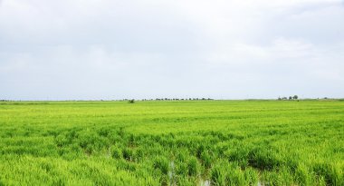 pirinç plantasyon içinde ebro delta