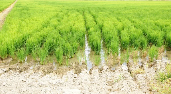 Rijst plantage in de ebro-delta — Stockfoto