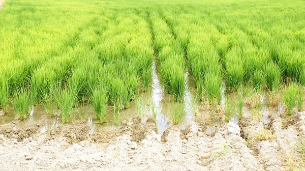 Pirinç plantasyon içinde ebro delta — Stok fotoğraf