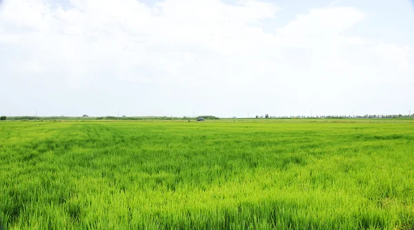 Rijst plantage in de ebro-delta — Stockfoto